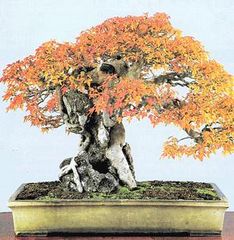 Acer Buergerianum