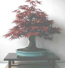 Acer Palmatum Atropurpureum