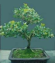 Buxus Microphyla
