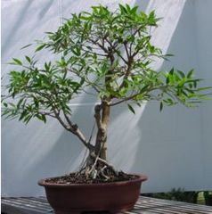 Ficus