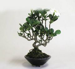 Gardenia Jasminoides