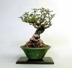 Jasminum Nudiflorum