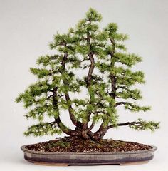 Larix Decidua