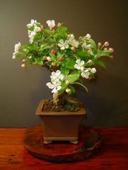 Malus Halliana