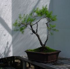 Pinus