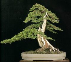 Taxus Cuspidata