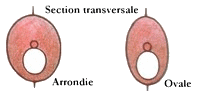 Section transversale du corps