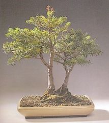 Abies Alba - Sapin Argent�