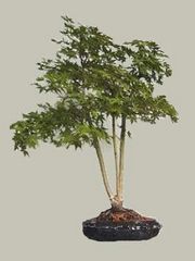 Acer Palmatum