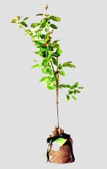 Amelanchier canadensis