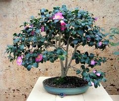 Camellia Japonica