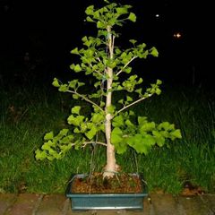 Ginkgo Biloba