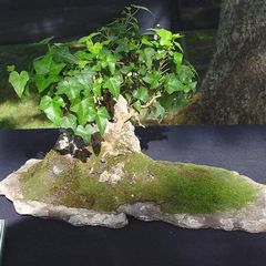 Hedera Helix