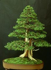 Juniperus Rigida