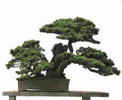 Pinus Parvifolia