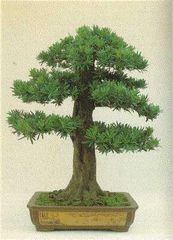 Podocarpus