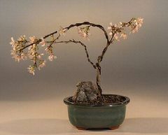 Prunus Serrulata