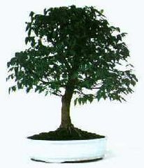 Zelkova Serrata