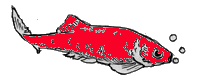 Koi